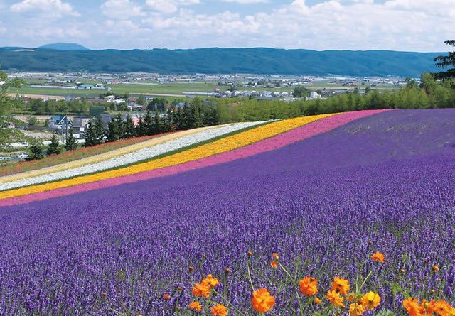 campo lavanda hokkaido furano