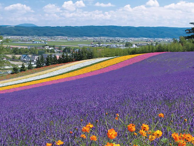 campo lavanda hokkaido furano